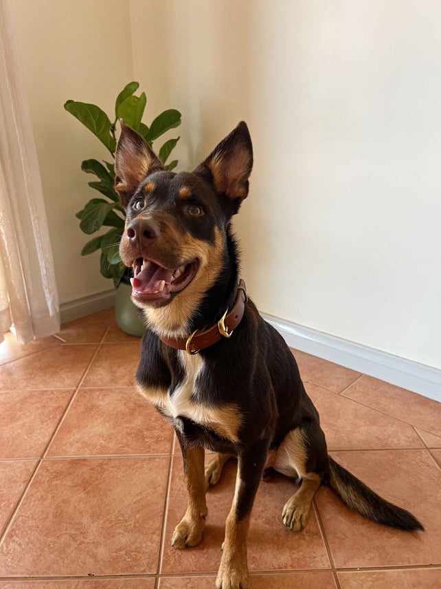 Custom Kelpie Collar with Western Name Printed - Genuine Australian Leather