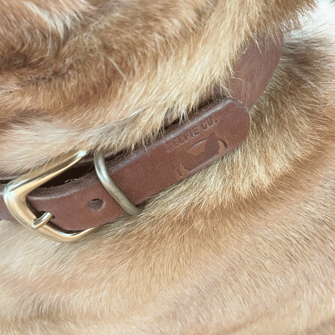 Custom Kelpie Collar with Western Name Printed - Genuine Australian Leather