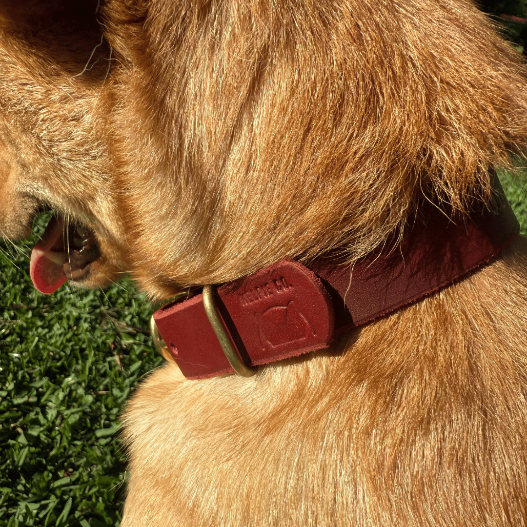 Custom Kelpie Collar with Western Name Printed - Genuine Australian Leather