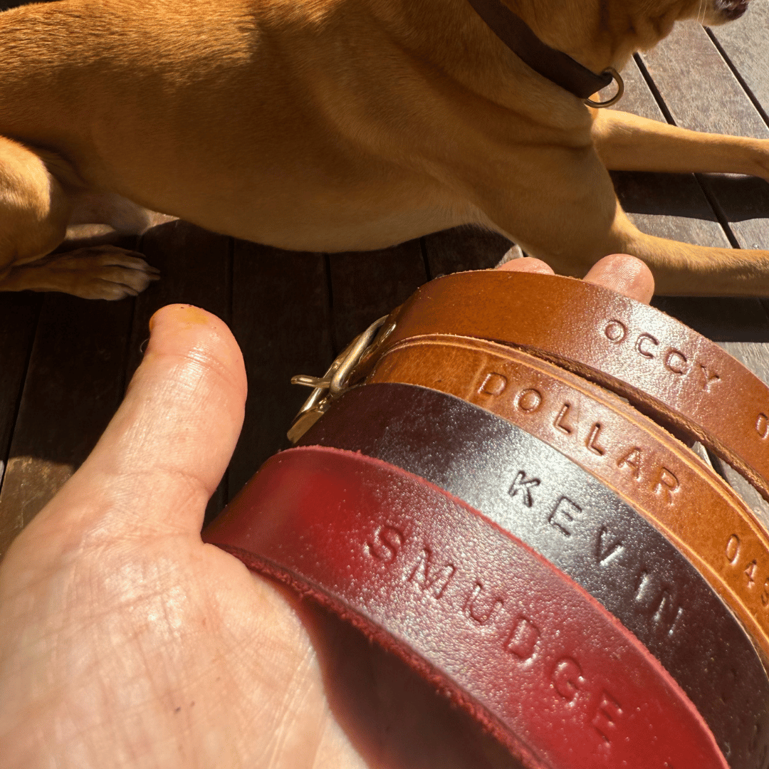 Custom Kelpie Collar with Western Name Printed - Genuine Australian Leather