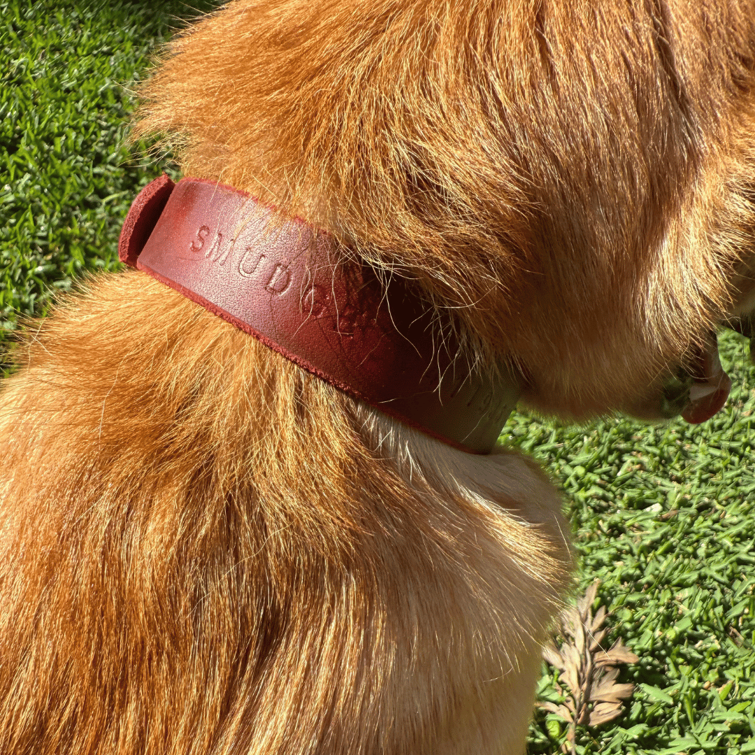 Custom Kelpie Collar with Western Name Printed - Genuine Australian Leather