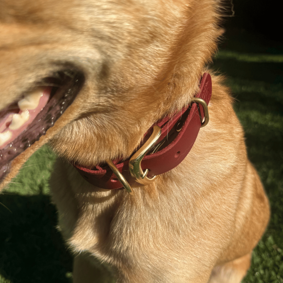 Custom Kelpie Collar with Western Name Printed - Genuine Australian Leather