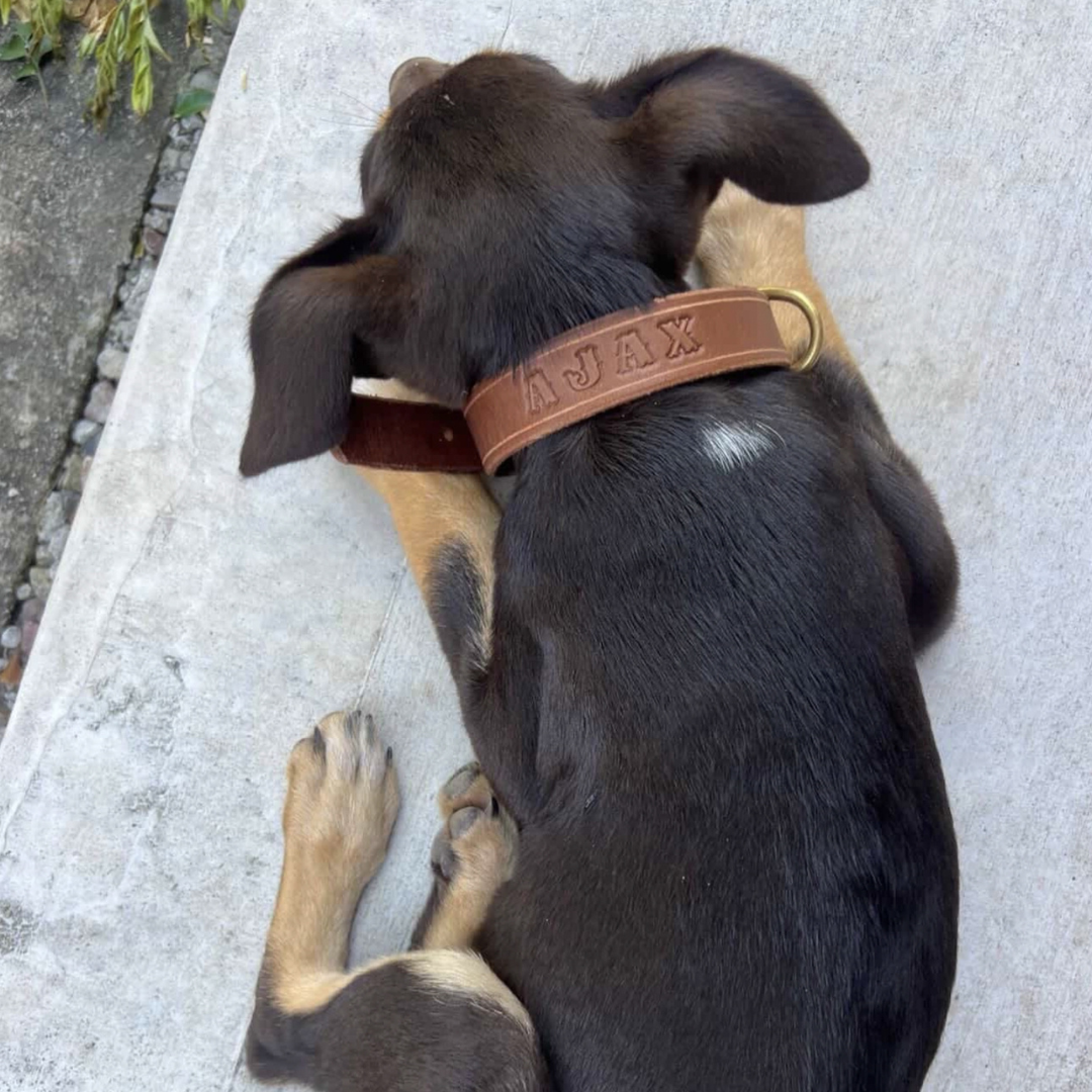 Custom Kelpie Collar with Western Name Printed - Full Grain Australian Leather