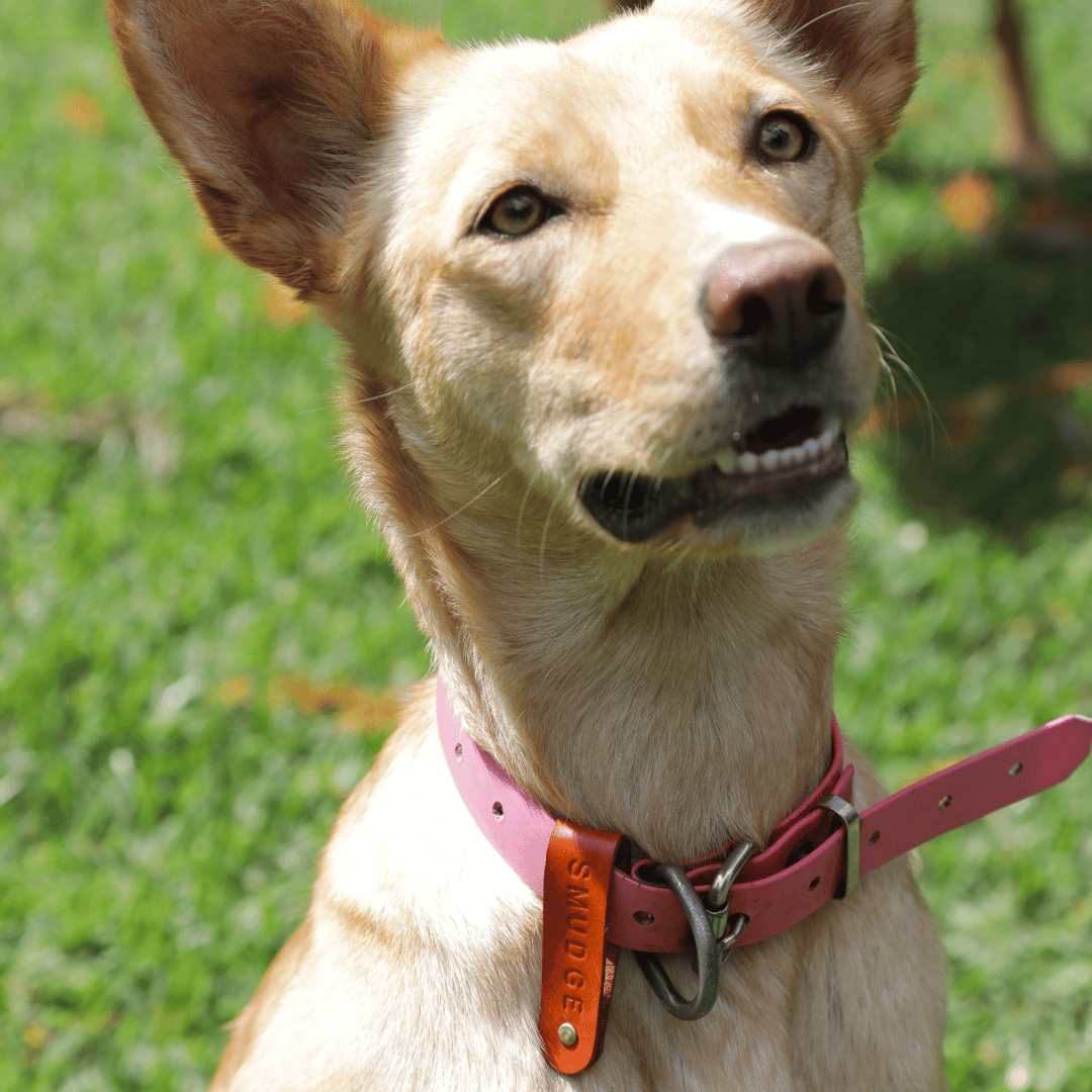 Kelpie Co. Handmade Leather Mini Dog Tag