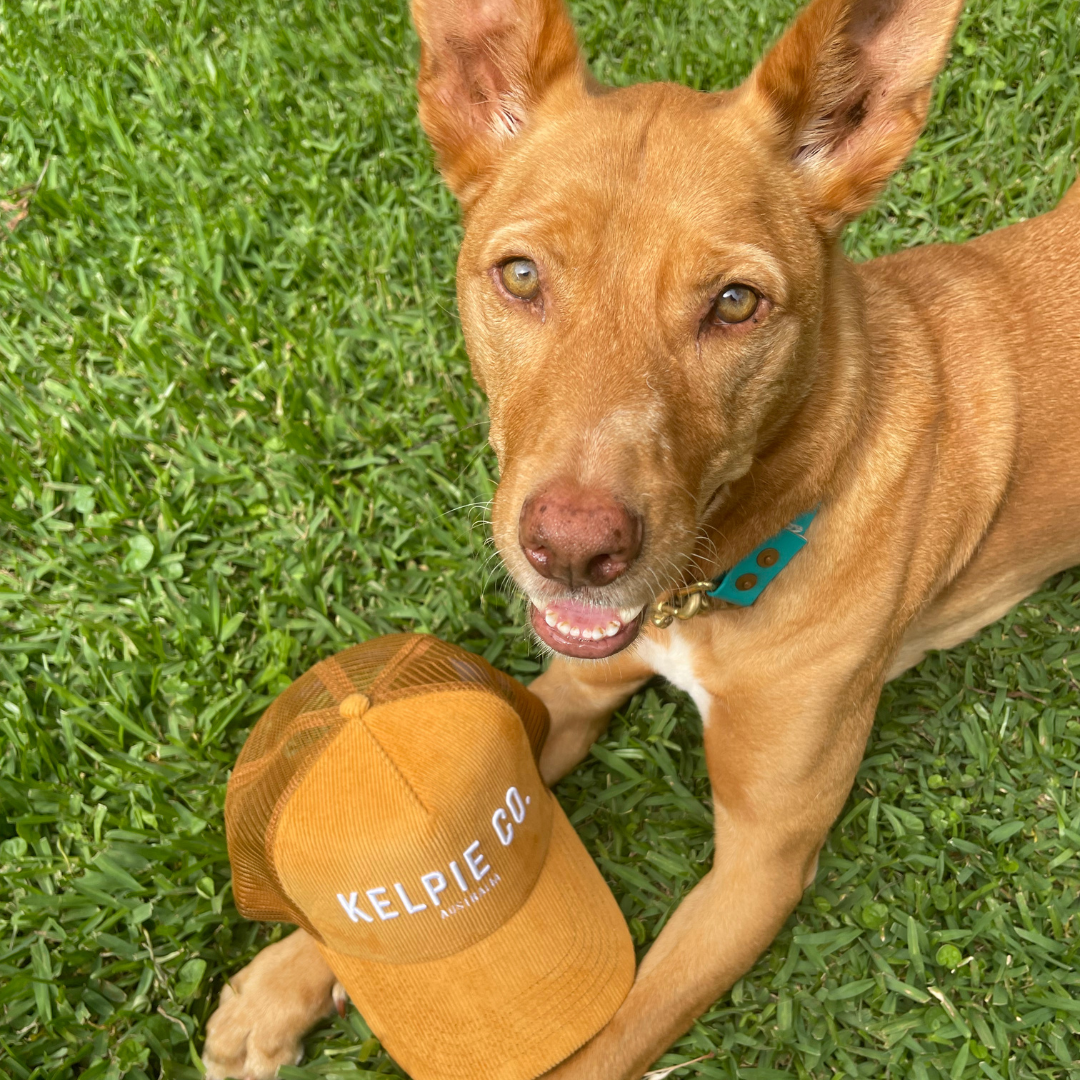 Kelpie Co. Golden Trucker Hat