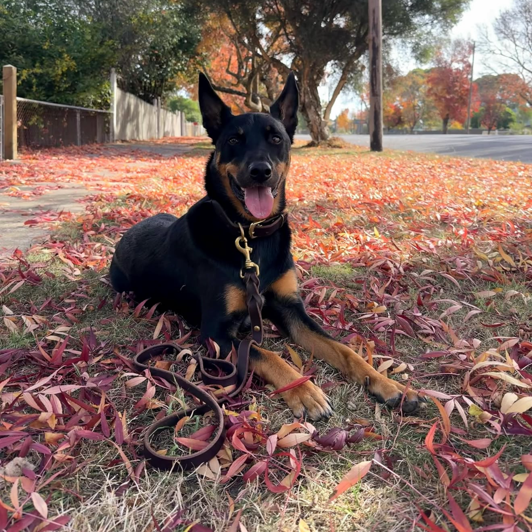 Kelpie Co. Australia Leather Dog Leads