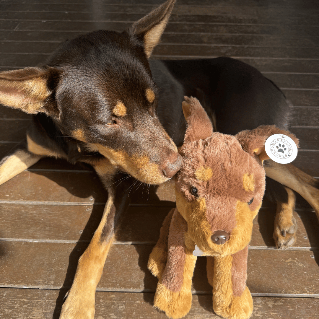 Kelpie Soft Plush Toy - Mackie the Kelpie