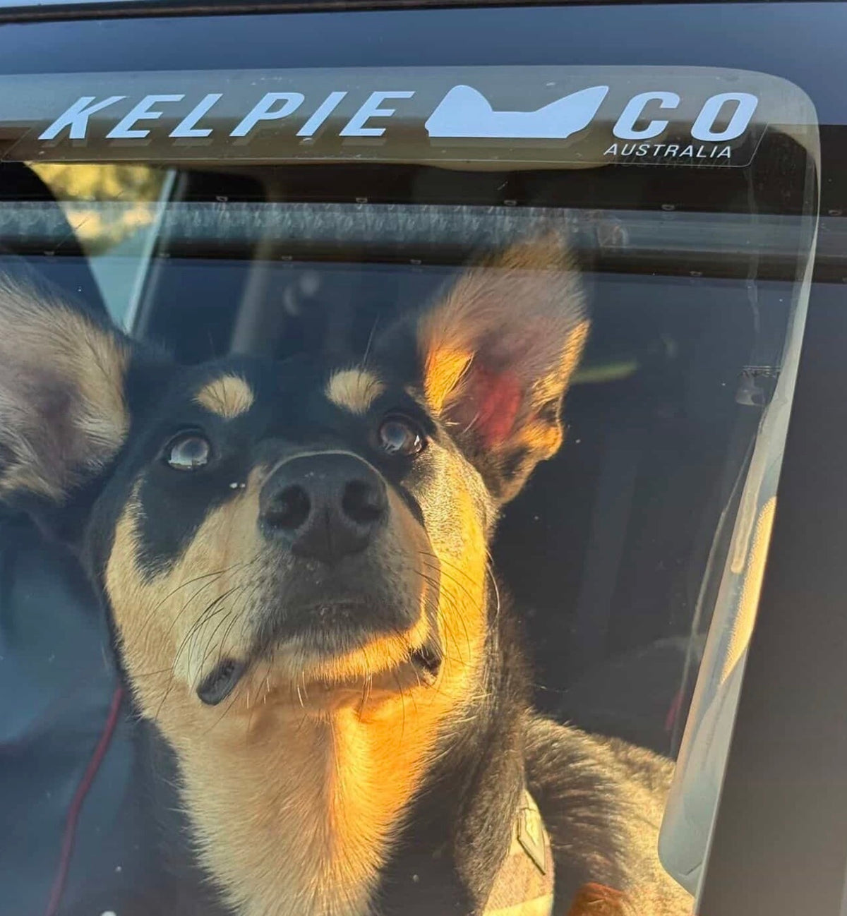 Kelpie Co. White Bumper Sticker